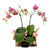 Oriental Musings Exotic Orchid Plant