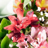 Parisian Brilliance Peruvian Lily Bouquet - Heart & Thorn flower delivery - USA delivery