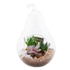 Pear-Shaped Succulent Terrarium - Heart & Thorn plant delivery - USA delivery
