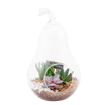 Pear-Shaped Succulent Terrarium - Heart & Thorn plant delivery - USA delivery