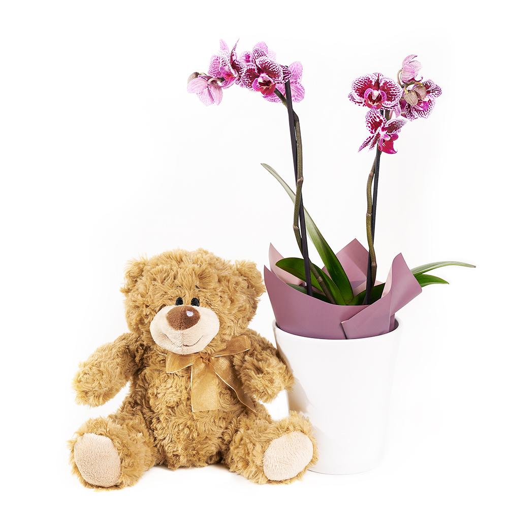 Potted Orchids &amp; Bear - Heart &amp; Thorn flower delivery - USA delivery