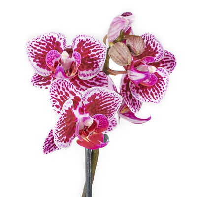 Potted Orchids & Bear - Heart & Thorn flower delivery - USA delivery