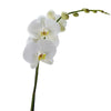 Pure & Simple Exotic Orchid Plant - Heart & Thorn flower delivery - USA delivery