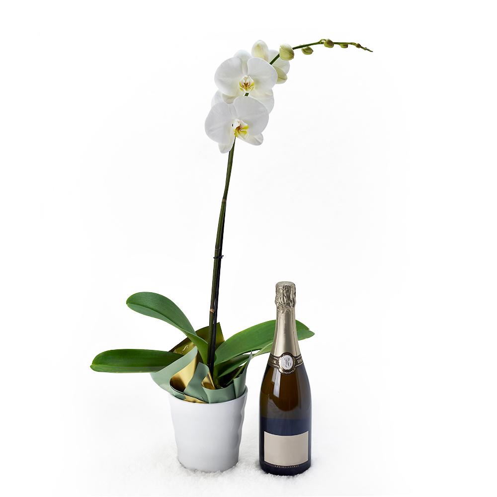 Pure & Simple Flowers & Champagne Gift - Heart & Thorn flower delivery - USA delivery