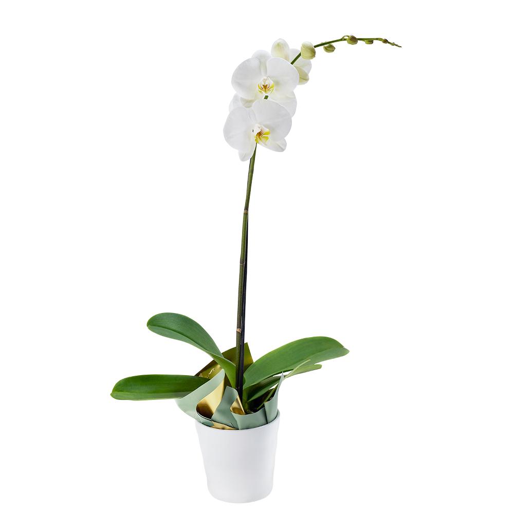 Pure &amp; Simple Exotic Orchid Plant - Heart &amp; Thorn flower delivery - USA delivery