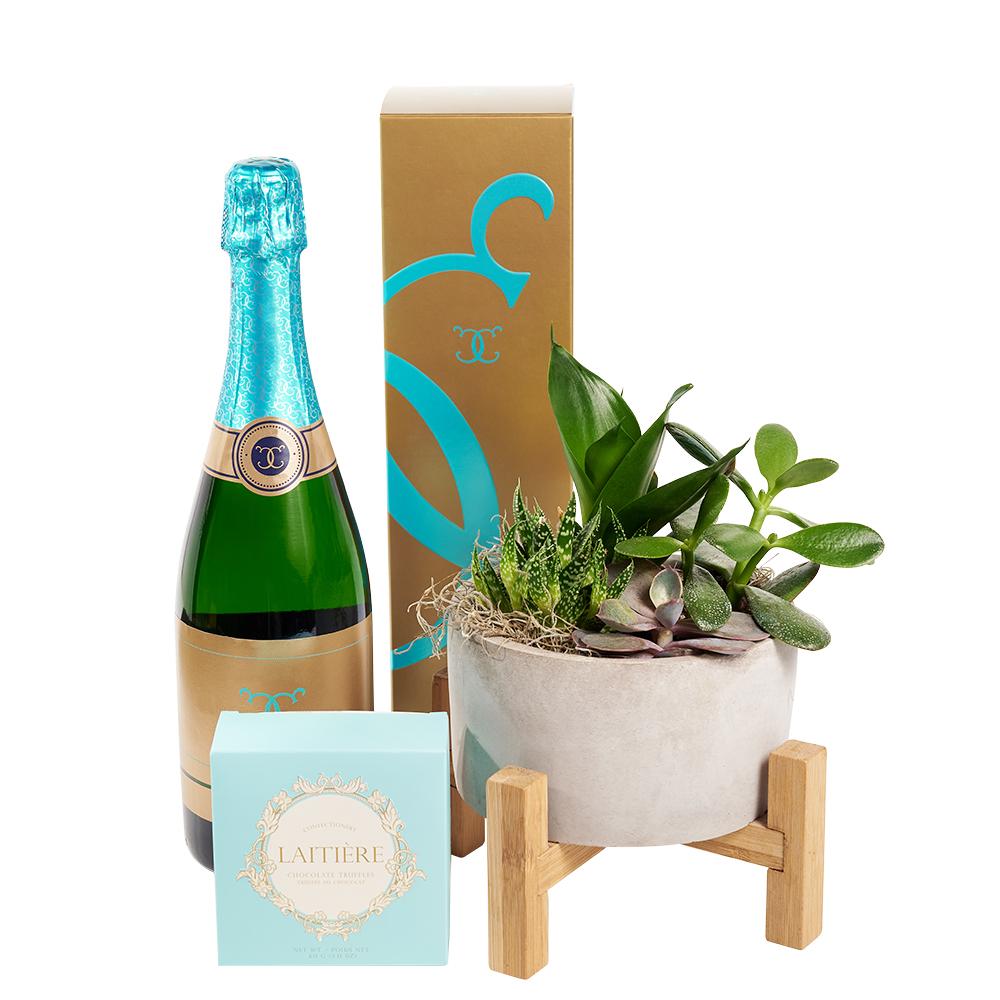 Plant Gifts | Reasons To Celebrate Plant & Champagne Gift - Heart & Thorn  USA