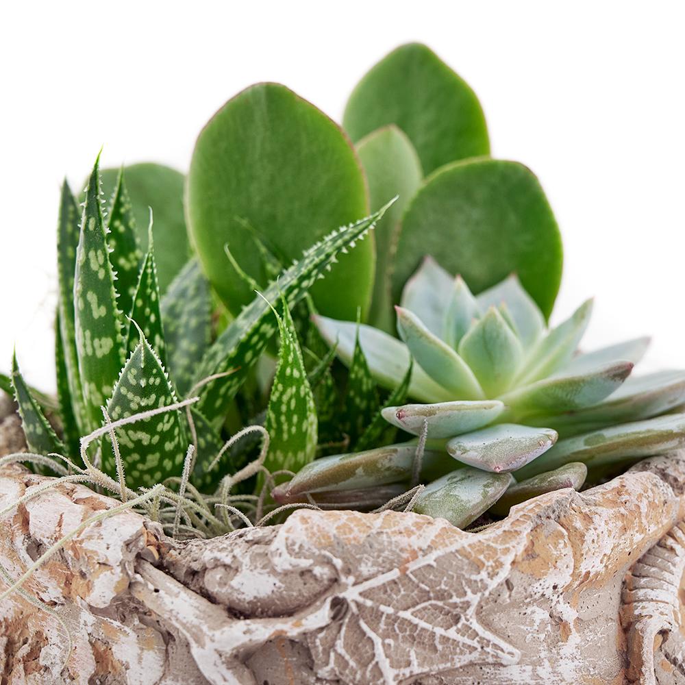 Shades of Green Succulent Garden - Heart & Thorn flower delivery - USA delivery