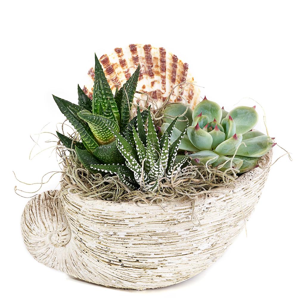 Shell Succulent Arrangement from Heart &amp; Thorn USA - Plant Gift - USA Delivery