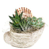 Shell Succulent Arrangement from Heart & Thorn USA - Plant Gift - USA Delivery
