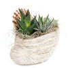 Shell Succulent Arrangement - Heart & Thorn plant delivery - USA delivery