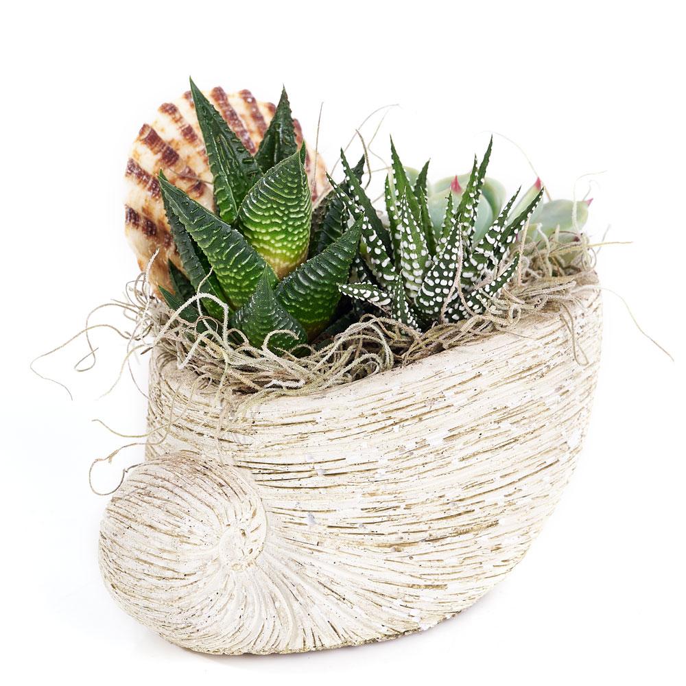 Shell Succulent Arrangement. Assorted Succulent Plants in a Shell-Shaped Planter with Shell Decorations. Plant Gifts from Heart & Thorn USA - Same Day USA Delivery.