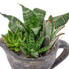 Sitting Pretty Succulent Pitcher - Heart & Thorn plant delivery - USA delivery