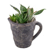 Sitting Pretty Succulent Pitcher - Heart & Thorn plant delivery - USA delivery