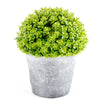 Toronto Same Day Flower Delivery - Toronto Flower Gifts - Plant Gifts