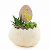 Succulent Easter Egg Arrangement - Heart & Thorn flower delivery - USA delivery