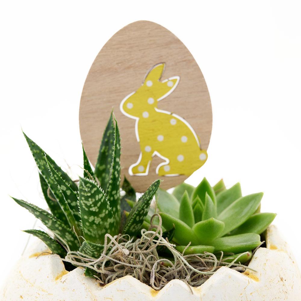 Succulent Easter Egg Arrangement - Heart & Thorn flower delivery - USA delivery