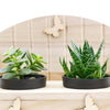Succulent Greenhouse Garden Bench - Heart & Thorn plant delivery - USA delivery