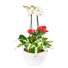 Tropical Orchid Arrangement - Heart & Thorn flower delivery - USA delivery
