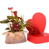 Valentine's Day Romantic Anthurium - Heart & Thorn plant delivery - USA delivery