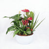 Valentine's Day Potted White Anthurium Plant - Heart & Thorn plant delivery - USA delivery
