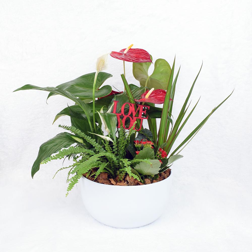 Valentine's Day Gifts | Valentine's Day Potted White Anthurium
