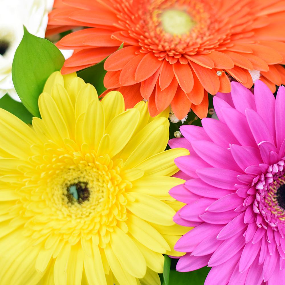 Vivacious Daisy Arrangement - Heart & Thorn flower delivery - USA delivery