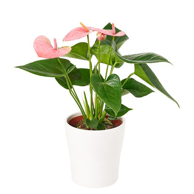 Wild & Free Anthurium Plant - Heart & Thorn flower delivery - USA delivery