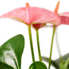 Wild & Free Anthurium Plant - Heart & Thorn flower delivery - USA delivery