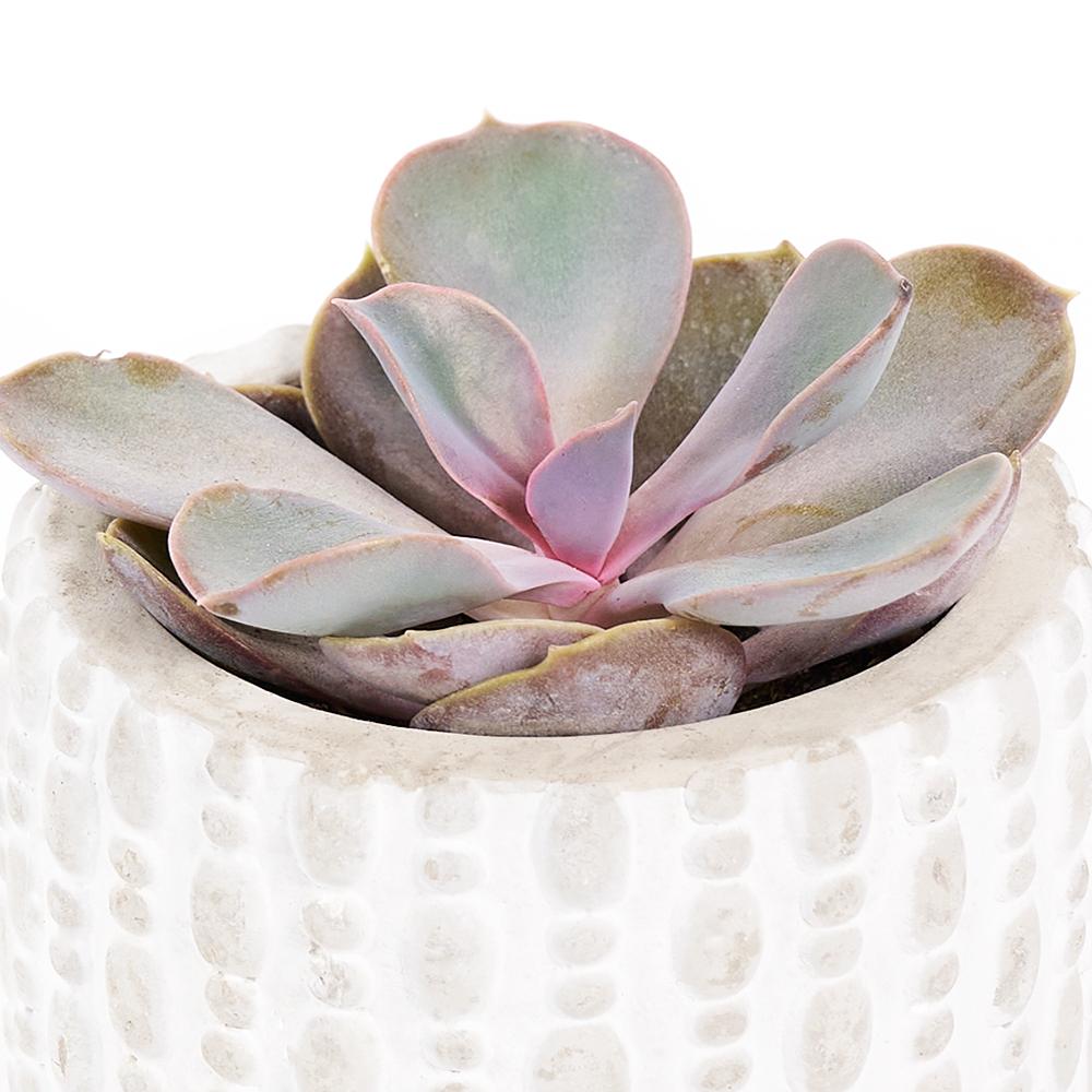 You're Special Plant & Wine Gift - Heart & Thorn plant gift - USA delivery