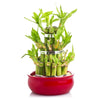 Lucky Streak Bamboo Plant from Heart & Thorn USA - Plant Gift - USA Delivery