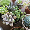 Succulents & Cacti - Heart & Thorn plant delivery - USA delivery