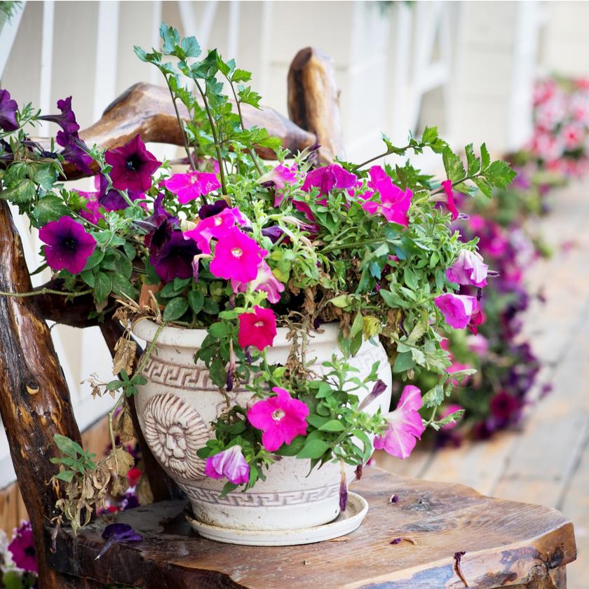 Flowering Plants - Heart & Thorn flower delivery - USA delivery