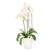 Pearl Essence Exotic Orchid Plant - Heart & Thorn Flower Gifts - Orchids